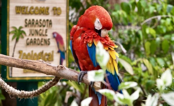 Sarasota Jungle Gardens parrot