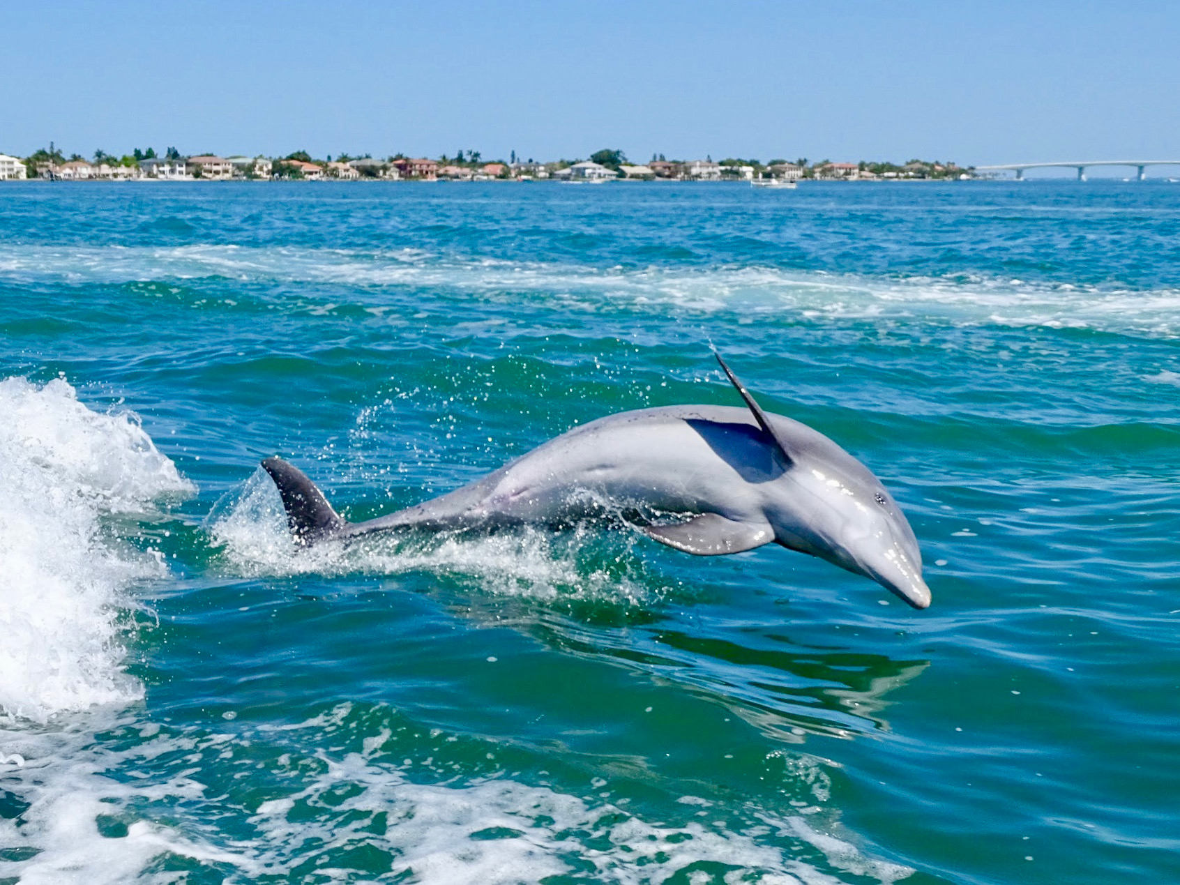 Dolphin Tour Sarasota