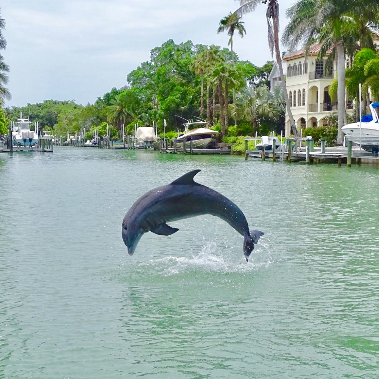 Catch a perfect picture on a Sarasota Dolphin Tour.