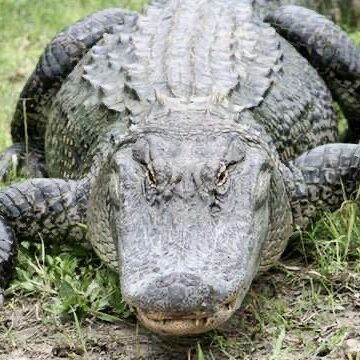 Alligator sighting on Kokomo Charters land tour